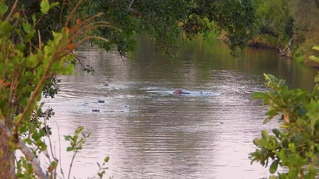 Rhinos roam the plains wild and free, but a dip in water is pure luxury