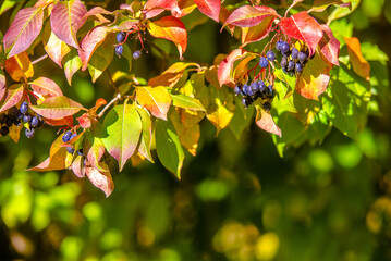Dogwood berries on the branches in autumn 