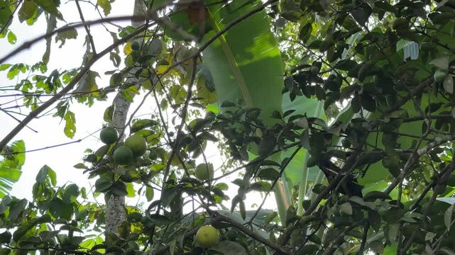 Sunlight filters through the lush foliage, illuminating branches laden with unripe mexican lime fruit. Banana leaves and leafy plants create a dense, vibrant atmosphere in this tropical setting.