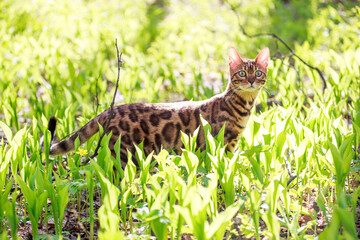 Beautiful bengal cat walking outdoor hunting in the grass. Cat looking to the right. Vivid photos of pets.