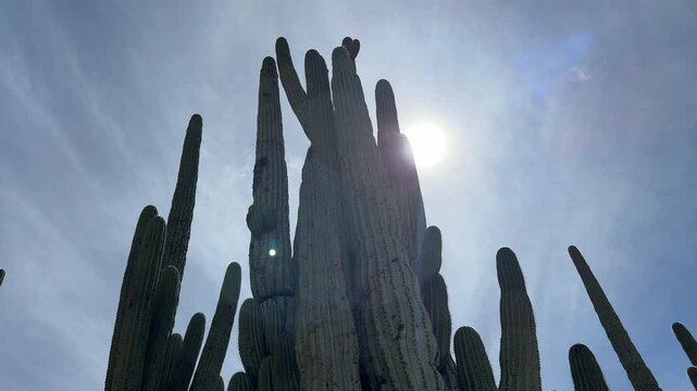 A majestic, towering cactus captured against a bright sky with the sun shining through in Mexico Tehuac&aacute;n Cuicatl&aacute;n Biosphere Reserve.