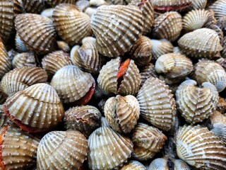 Close up of cockles seafood in Thailand market