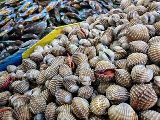 Close up of cockles seafood in Thailand market