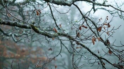Transition from Autumn to Winter: Leafless Tree Branches
