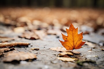 Colorful autumn leaves scattered on a forest floor during a misty morning
