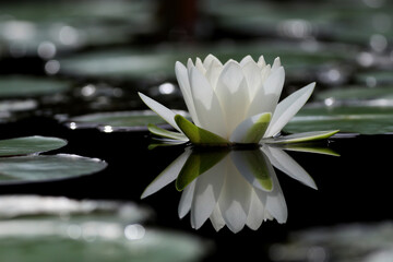 A lotus flower is blooming in a pond with a beautiful reflection.