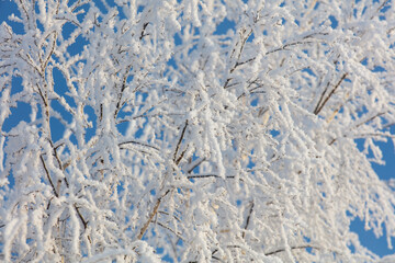 A tree with a lot of snow on it is in front of a blue sky