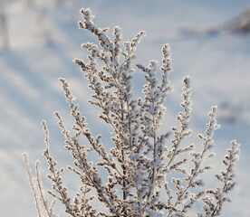 A tree covered in frosty snow