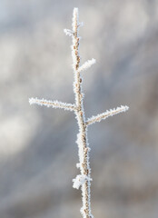 A branch covered in frost and snow