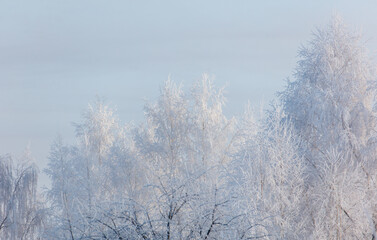A snowy forest with trees covered in white snow