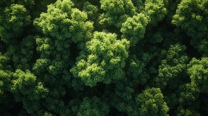 Fototapeta premium Aerial top view of green trees in forest. Drone view of dense green tree captures CO2. Green tree nature background for carbon neutrality and net zero emissions concept. Sustainable green environment
