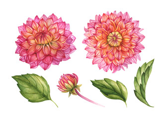 Watercolor dahlia, hand drawn floral illustration, flowers and leaves, botanical elements isolated on white background.