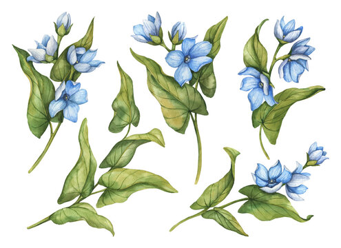Set of watercolor tweedia flowers isolated on white background, hand drawn floral illustration, botanical clipart. 