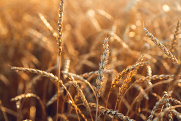 Fototapeta premium Ripe golden wheat spikelets on the field in beautiful sunset lights. Selective focus. Shallow depth of field.