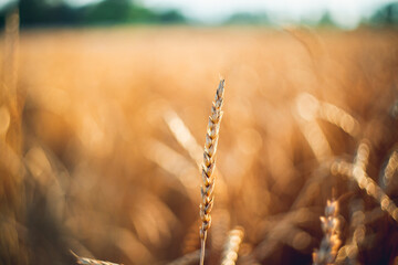 Ripe golden wheat spikelets on the field in beautiful sunset lights. Selective focus. Shallow depth of field. © maxandrew