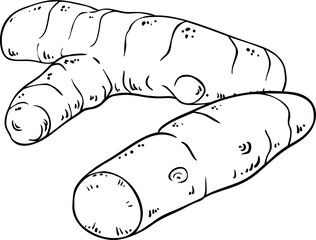 Turmeric  Root Outline  Illustration