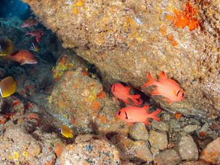ナミマツカサ（イットウダイ科）ミナミハタンポ（ハタンポ科）チョウチョウウオ（チョウチョウウオ科）他
英名学名：
Bigscale soldierfish (Myripristis kochiensis), Black-Stripe Sweeper (Pempheris schwenkii), Oriental ButterflyFish, Chaetodon aurites
ヒリゾ浜2024
