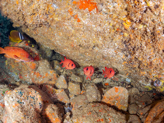 ナミマツカサ（イットウダイ科）ミナミハタンポ（ハタンポ科）チョウチョウウオ（チョウチョウウオ科）他
英名学名：
Bigscale soldierfish (Myripristis kochiensis), Black-Stripe Sweeper (Pempheris schwenkii), Oriental ButterflyFish, Chaetodon aurites
ヒリゾ浜2024
