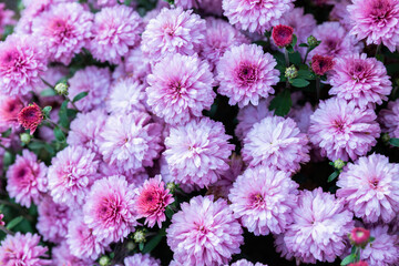 Chrysanthemums blooming with pink flowers in the garden. Selective focus. Shallow depth of field.