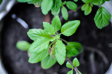 Ocimum, Ocimum sanctum Linn or LABIATAE or holy basil or basil