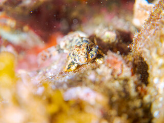 可愛いコウワンテグリ（ネズッポ科）の幼魚他。
英名学名：Ocellated dragonet, Neosynchiropus ocellatus
静岡県伊豆半島賀茂郡南伊豆町中木ヒリゾ浜2024年
