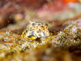 可愛いコウワンテグリ（ネズッポ科）の幼魚他。
英名学名：Ocellated dragonet, Neosynchiropus ocellatus
静岡県伊豆半島賀茂郡南伊豆町中木ヒリゾ浜2024年
