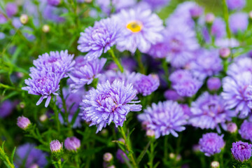 Blue aster flower blooming in the garden. Selective focus. Shallow depth of field.