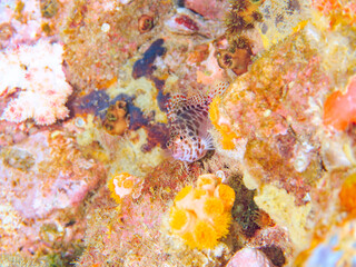 可愛いヒメゴンベ（ゴンベ科）の幼魚他。
英名学名：Coral hawkfish (Cirrhitichthys oxycephalus)
静岡県伊豆半島賀茂郡南伊豆町中木ヒリゾ浜2024年