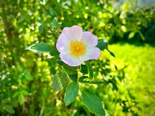 Delicate pink flower in sunlit garden