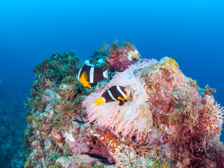 高水温でイソギンチャクも白化して減少。住居を失ったクマノミが有力なイソギンチャク群生に集中。激しく縄張り争いをしている様子が見られた。
クマノミ（クマノミ亜科）ミツボシクロスズメダイ（スズメダイ科）他群れ
英名学名：
Yellowtail clownfish,Amphiprion clarkii
Threespot dascyllus,Dascyllus trimaculatus
ヒリゾ浜2024