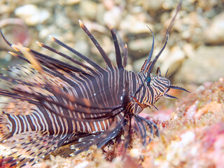 美しいハナミノカサゴ（ミノカサゴ亜科）の幼魚。
黒変種。
英名学名：Red Lionfish (Pterois volitans)
静岡県伊豆半島賀茂郡南伊豆町中木ヒリゾ浜2024年
