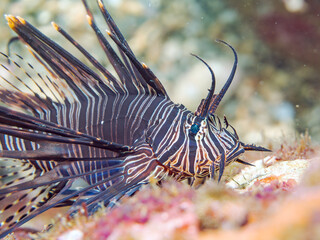 美しいハナミノカサゴ（ミノカサゴ亜科）の幼魚。
黒変種。
英名学名：Red Lionfish (Pterois volitans)
静岡県伊豆半島賀茂郡南伊豆町中木ヒリゾ浜2024年
