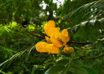 A vibrant cluster of yellow Senna spectabilis flowers blooms from a branch, set against lush green foliage. The delicate, veined petals create a striking contrast with the deep green leaves.