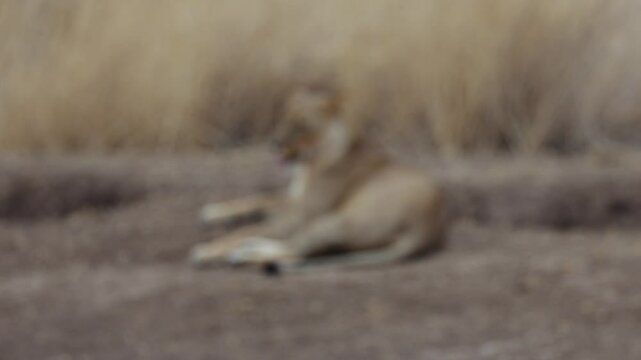  a lion cub and lioness