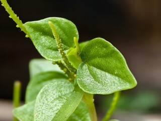 Peperomia pellucida plants in tropical nature borneo