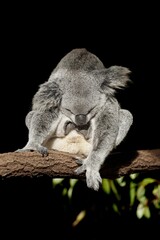 Koala on a tree branch with dark background