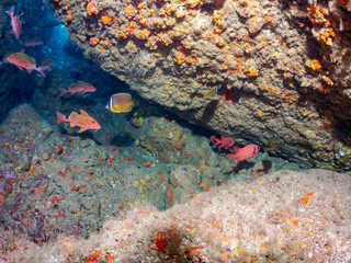 ナミマツカサ（イットウダイ科）ミナミハタンポ（ハタンポ科）チョウチョウウオ（チョウチョウウオ科）他
英名学名：
Bigscale soldierfish (Myripristis kochiensis), Black-Stripe Sweeper (Pempheris schwenkii), Oriental ButterflyFish, Chaetodon aurites
ヒリゾ浜2024
