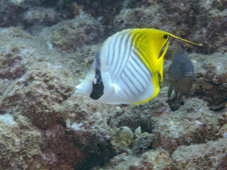 美しいトゲチョウチョウウオ（チョウチョウオ科）他。
英名学名：Threadfin Butterflyfish (Chaetodon Auriga)
静岡県伊豆半島賀茂郡南伊豆町中木ヒリゾ浜2024年
