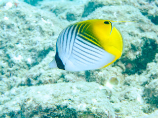美しいトゲチョウチョウウオ（チョウチョウオ科）他。
英名学名：Threadfin Butterflyfish (Chaetodon Auriga)
静岡県伊豆半島賀茂郡南伊豆町中木ヒリゾ浜2024年
