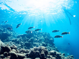 逆光の美しいホウライヒメジ（ヒメジ科）の他群れと水面を泳ぐスキンダイバー。
英名学名：Whitesaddle goatfish (Parupeneus ciliatus)
静岡県伊豆半島賀茂郡南伊豆町中木ヒリゾ浜2024年
