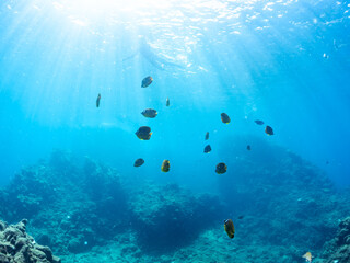 美しいチョウチョウウオ（チョウチョウウオ科）の群れ他。
英名学名：Oriental ButterflyFish (Chaetodon aurites)
静岡県伊豆半島賀茂郡南伊豆町中木ヒリゾ浜2024年
