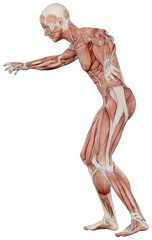 male muscle body exercise person with transparent background