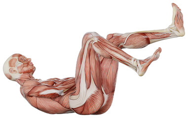 muscle body exercise person with transparent background