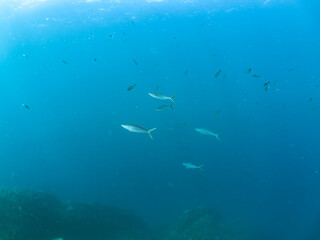 キビナゴの大群を襲う迫力あるカンパチとツムブリ（アジ科）の群れ。
英名学名：Greater Amberjack (Seriola dumerili) Rainbow Runner (Elagatis bipinnulata) Silver-Stripe Round Herrings (Spratelloides gracilis).
静岡県伊豆半島賀茂郡南伊豆町中木ヒリゾ浜2024年
