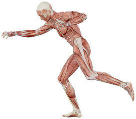 male muscle body exercise person with transparent background