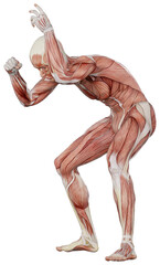 muscle body exercise person with transparent background