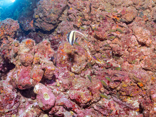 美しいツノダシ（ツノダシ科）、ウメイロモドキ（タカサゴ科）、キホシスズメダイ（スズメダイ科）他の群れ。
英名学名：Moorish Idol, Zanclus cornutus Yellow and blueback fusilier, Caesio teres Northern yellow-spotted chromis, Chromis yamakawai
賀茂郡南伊豆町中木ヒリゾ浜2024年