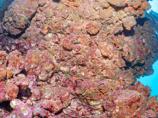 美しいツノダシ（ツノダシ科）、ウメイロモドキ（タカサゴ科）、キホシスズメダイ（スズメダイ科）他の群れ。
英名学名：Moorish Idol, Zanclus cornutus Yellow and blueback fusilier, Caesio teres Northern yellow-spotted chromis, Chromis yamakawai
賀茂郡南伊豆町中木ヒリゾ浜2024年