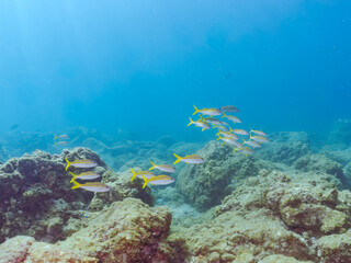 美しいアカヒメジ（ヒメジ科）他の群れ。
英名学名：Yellowfin goatfish (Mulloidichthys vanicolensis),.
静岡県伊豆半島賀茂郡南伊豆町中木ヒリゾ浜2024年
