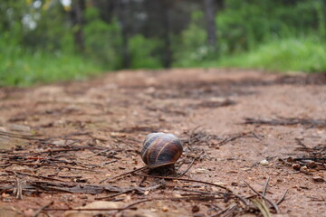 Snail on the path in the forest. After the rain.